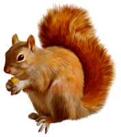 a red squirrel